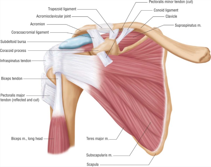 Shoulder Pain - Florida Knee & Orthopedic Pavilion